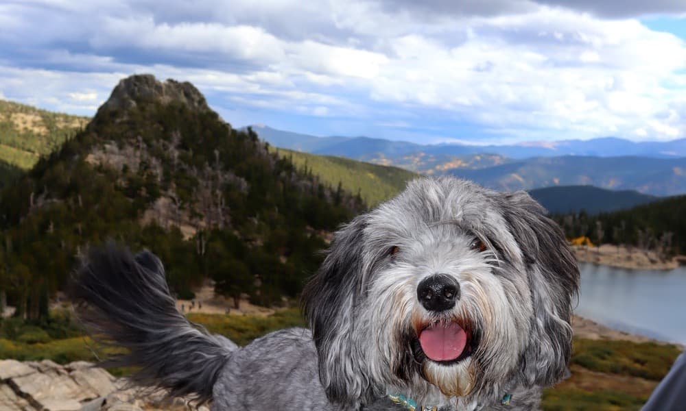 Goose the dog, Chief Morale Officer of Silly Goose Pottery, in the Colorado mountains